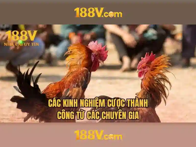 188V: khái niệm, an toàn và ứng dụng Giao diện nhà cái hoàn hảo
